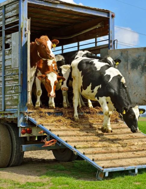 cow transfer