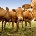 brown cow