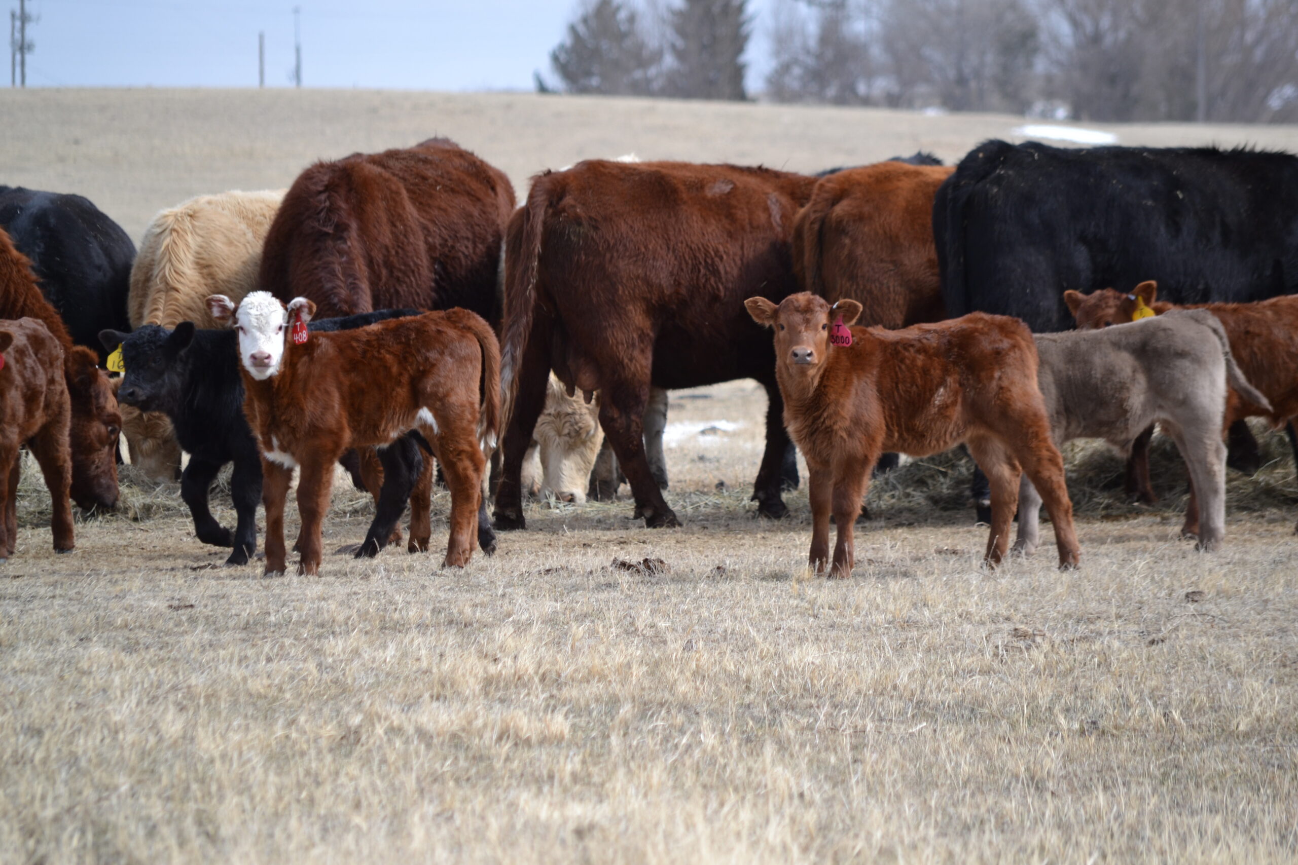 calfs