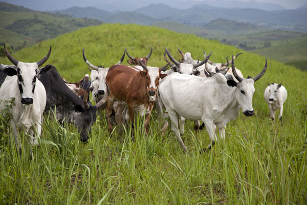 cam cows