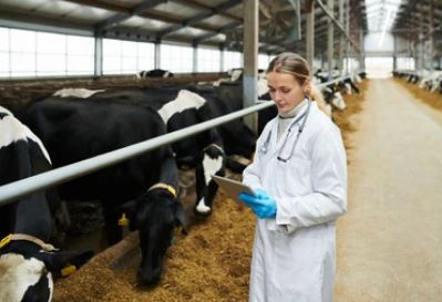 cow dr 1