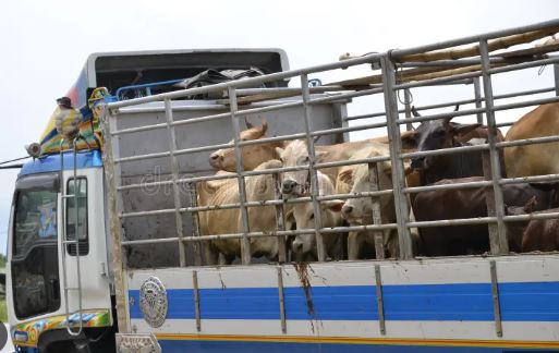 cow transfer logistics