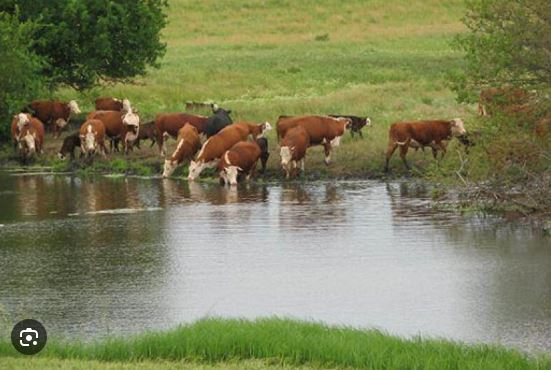 cows