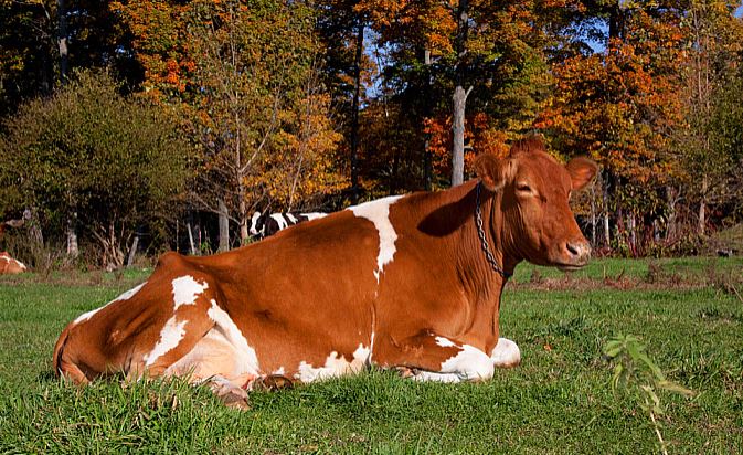 nature and cow